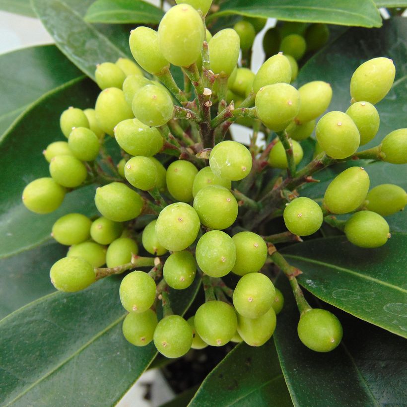 Skimmia reevesiana (Harvest)