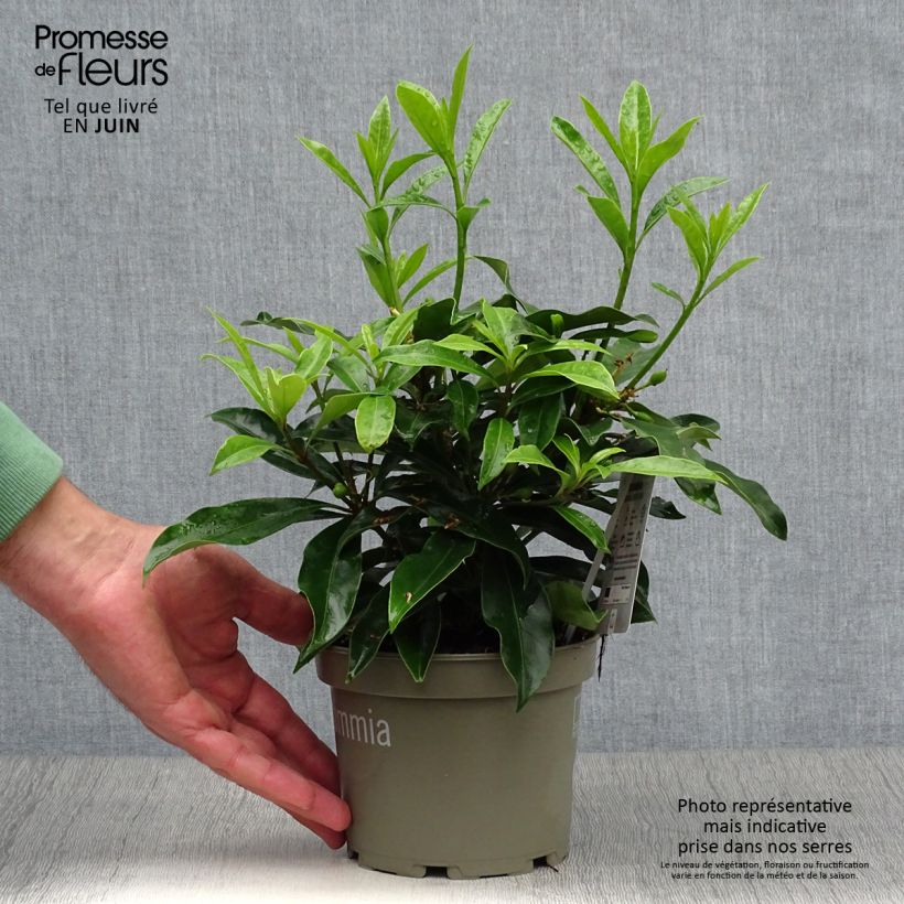 Skimmia reevesiana 1L/1.5L pot sample as delivered in summer