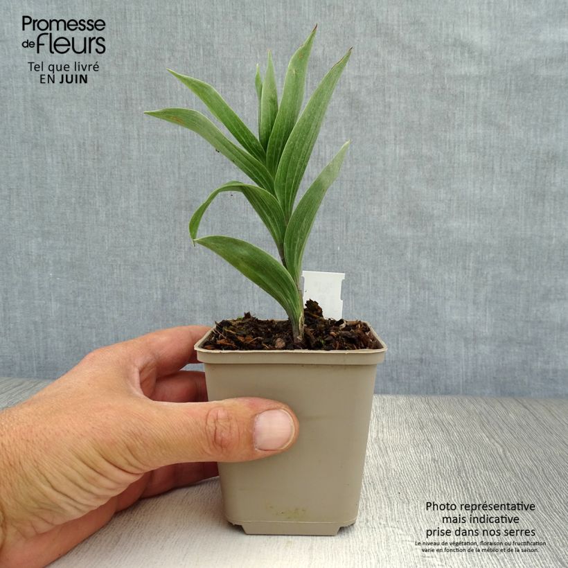 Smilacina racemosum 8/9 cm pot sample as delivered in summer