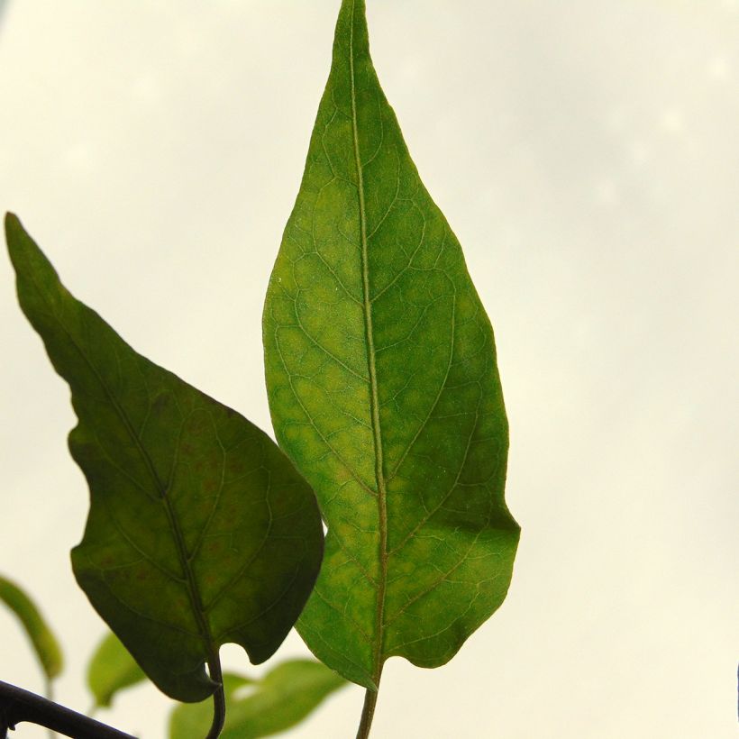 Solanum jasminoides Album (Foliage)