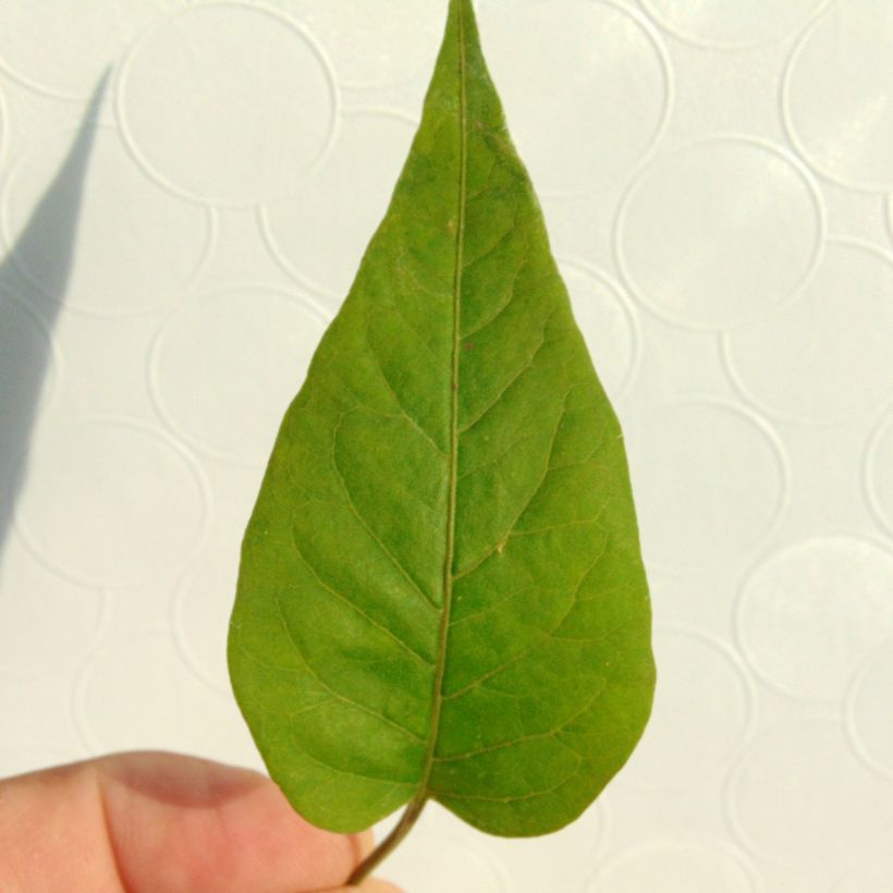 Solanum jasminoides Blue (Foliage)