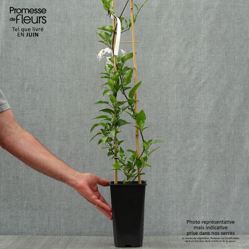 Solanum jasminoides 2L/3L pot sample as delivered in summer