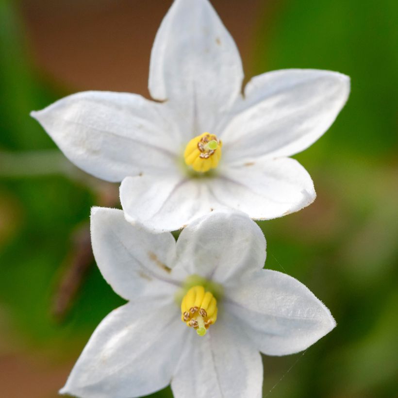Solanum jasminoides (Flowering)