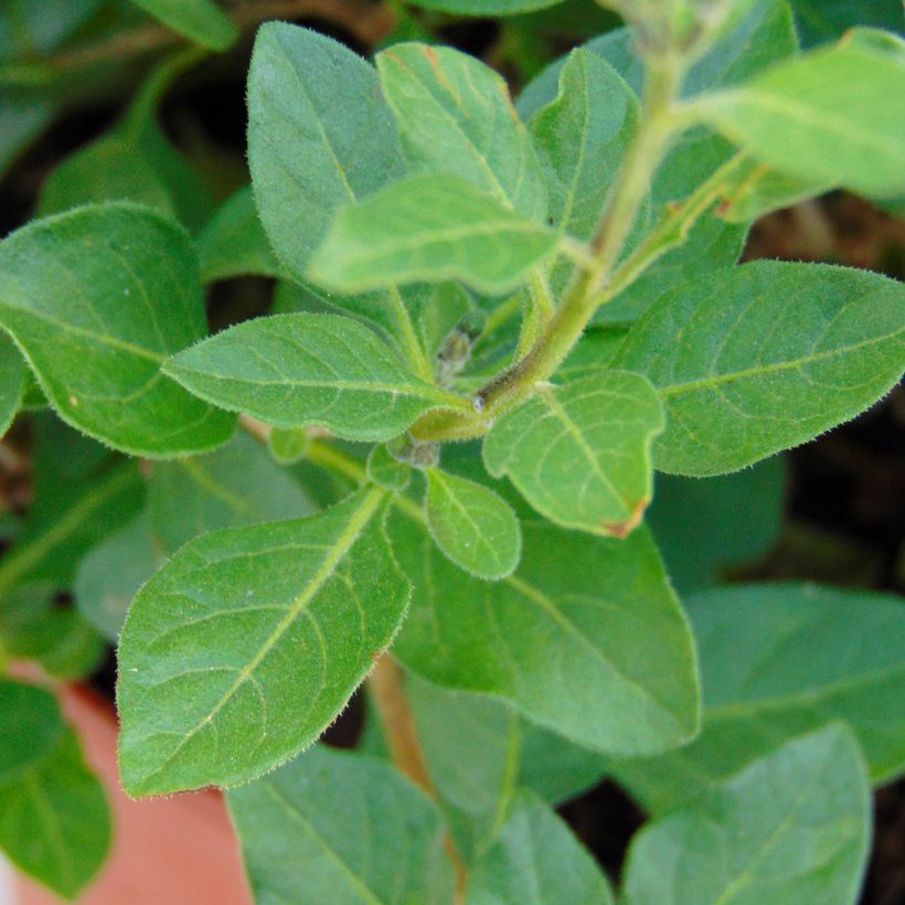 Solanum rantonetti (Foliage)