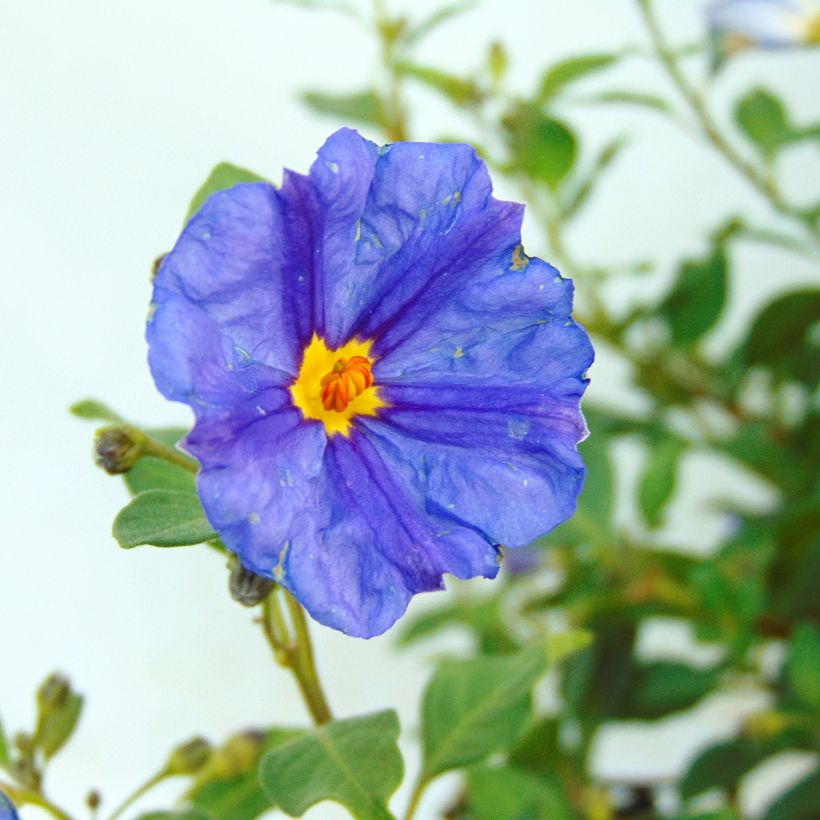 Solanum rantonetti (Flowering)