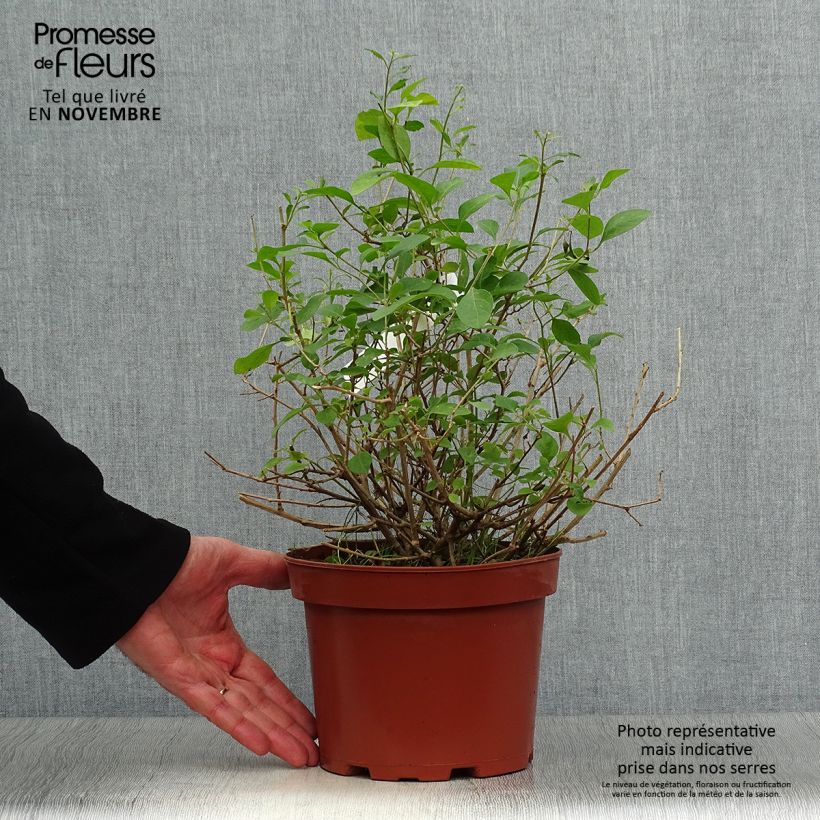 Solanum rantonetti 3L/4L pot sample as delivered in autumn