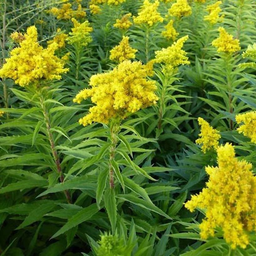 Solidago Spatgold (Plant habit)