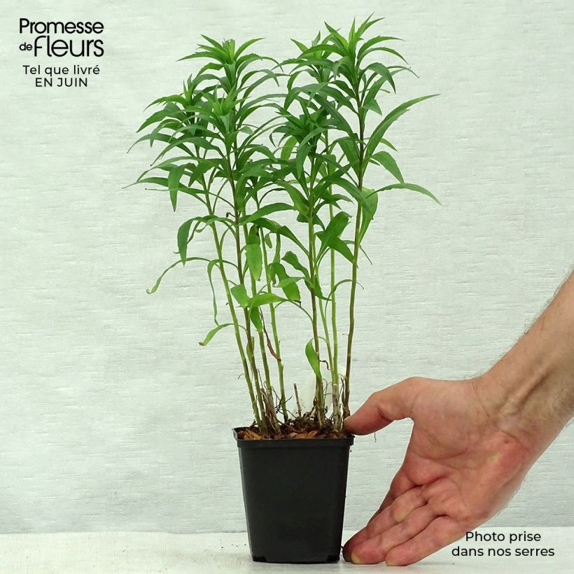 Solidago Spatgold 8/9 cm pot sample as delivered in summer