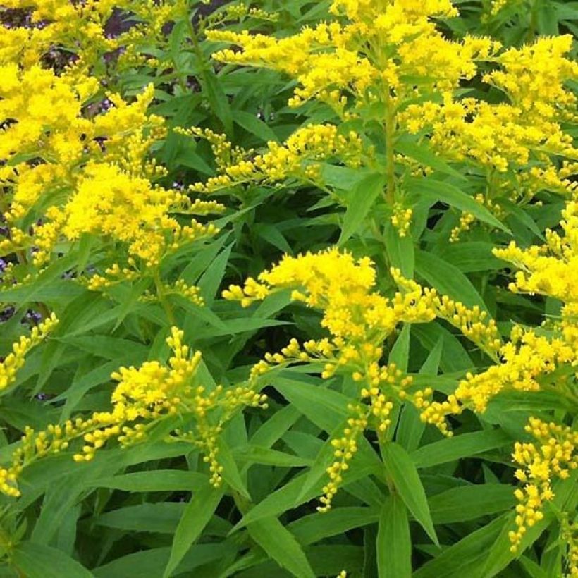 Solidago Strahlenkrone (Foliage)