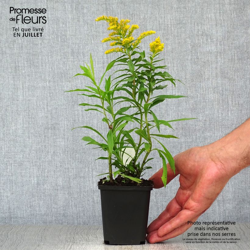 Solidago Strahlenkrone 8/9 cm pot sample as delivered in summer