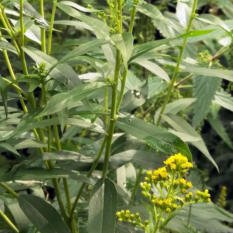 Solidago canadensis (Foliage)