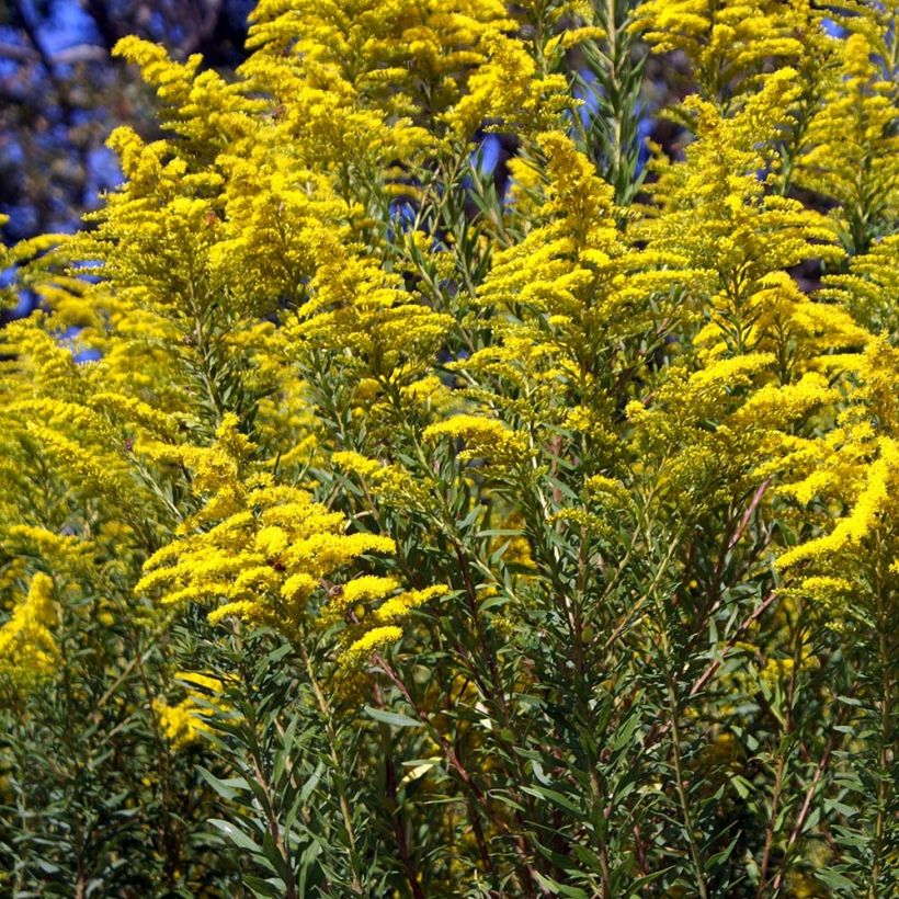 Solidago canadensis (Plant habit)