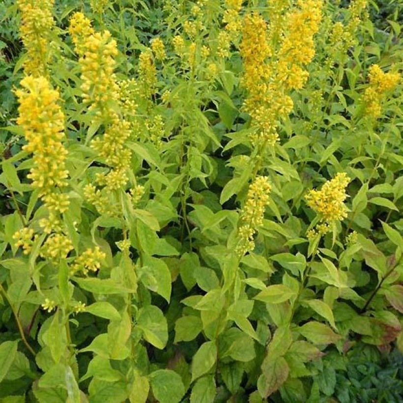 Solidago flexicaulis Variegata (Plant habit)