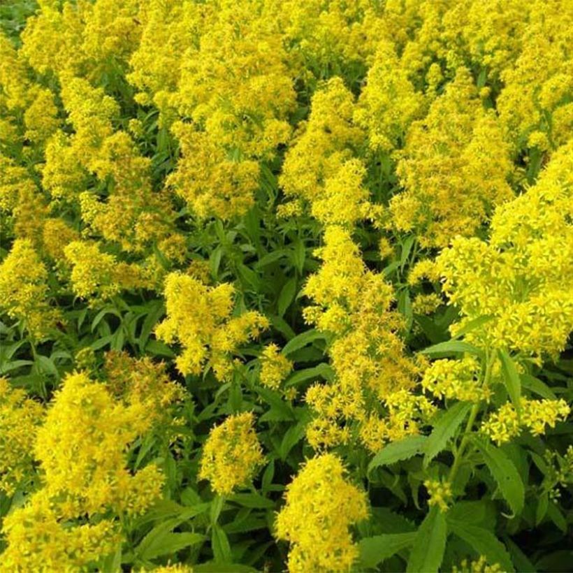 Solidago Ducky (Flowering)