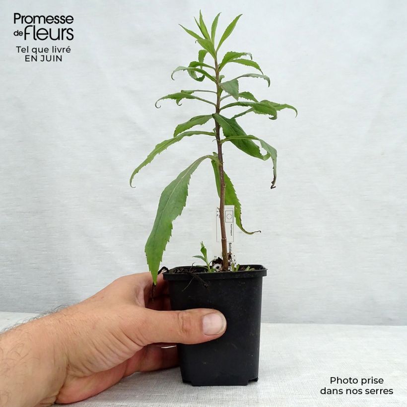 Solidago Ducky 8/9 cm pot sample as delivered in summer