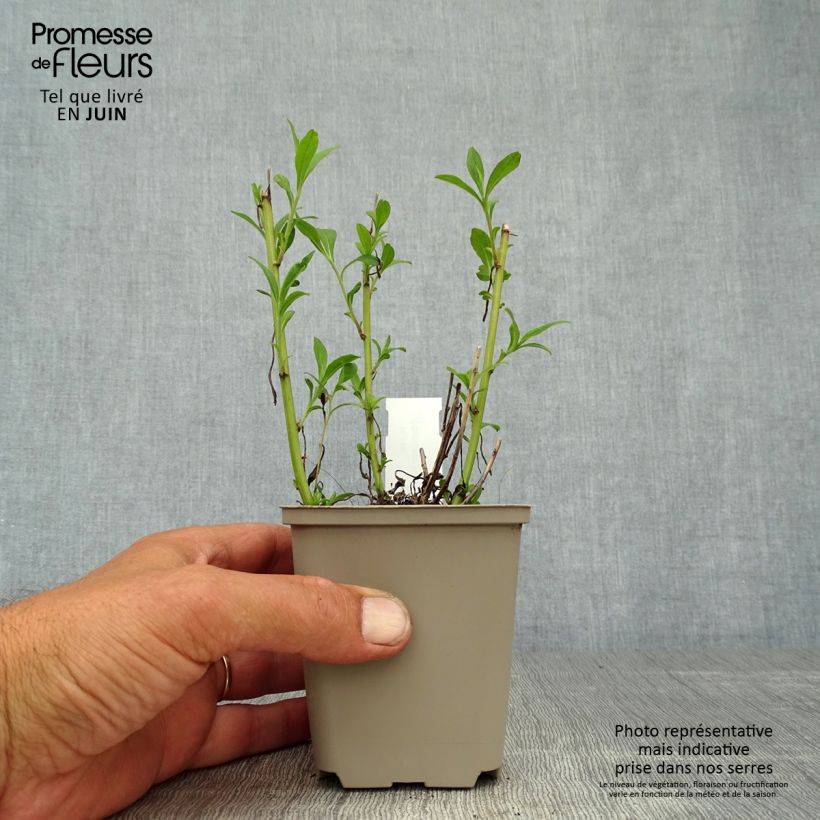 Solidago rugosa Fireworks 8/9 cm pot sample as delivered in summer