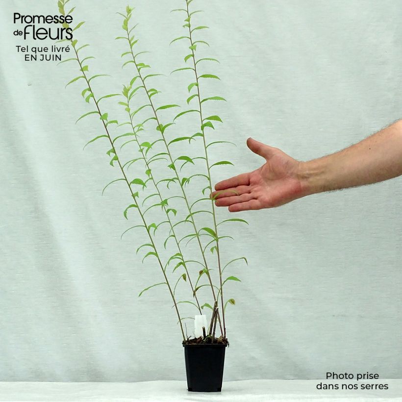 Solidago rugosa 8/9 cm pot sample as delivered in summer