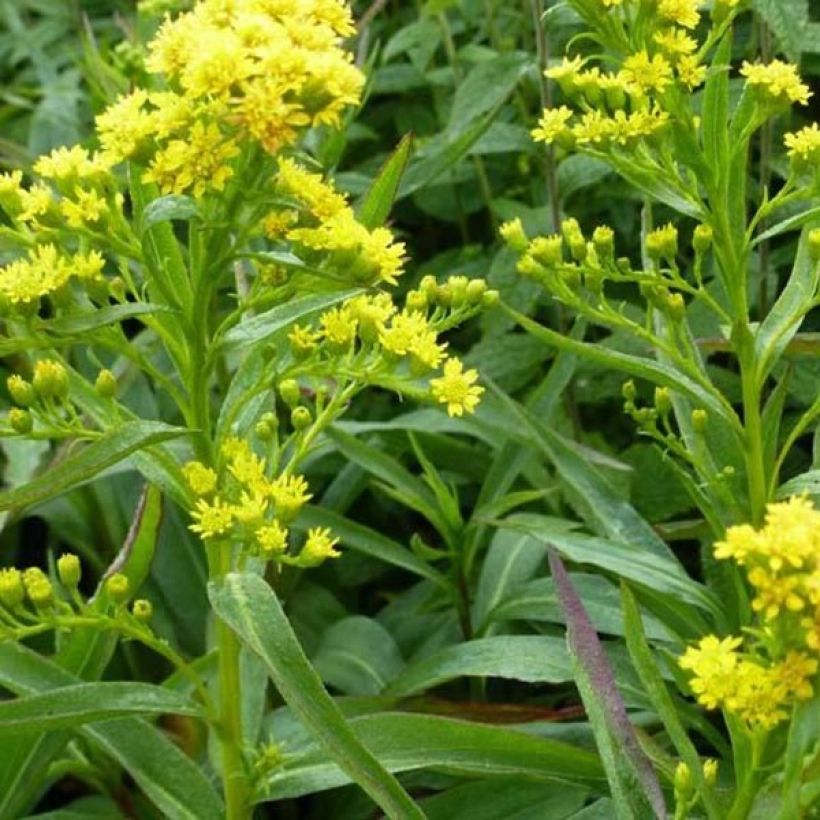 Solidago sempervirens Goldene Wellen (Foliage)