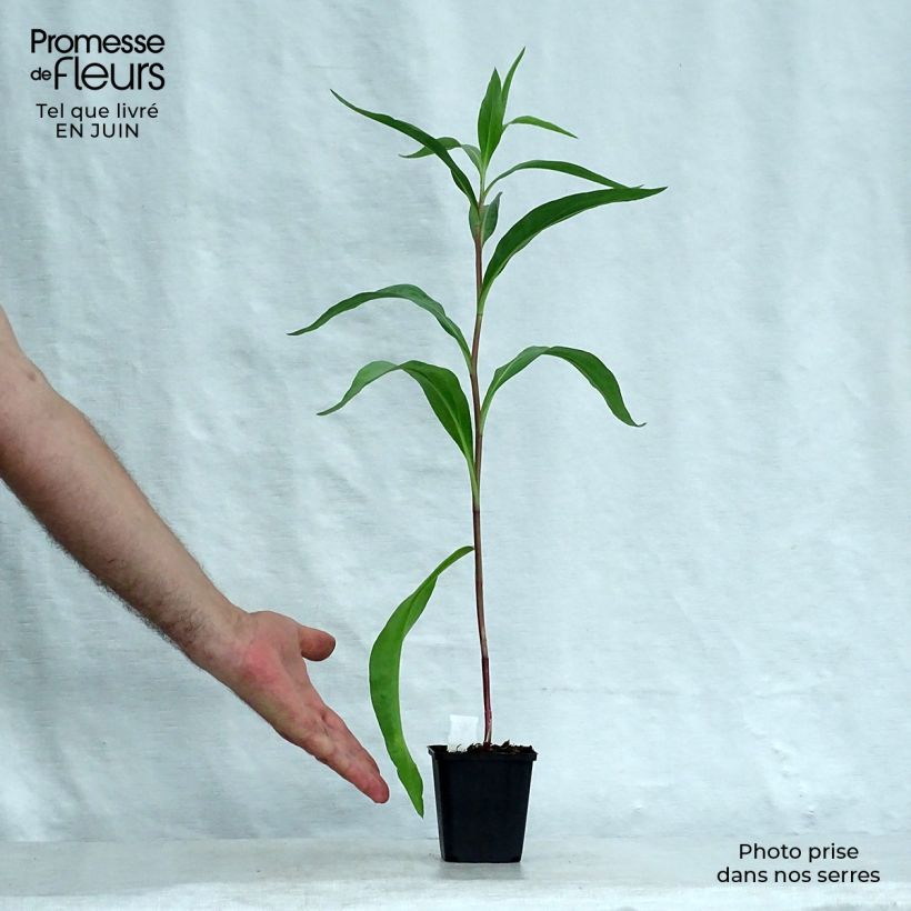 Solidago sempervirens Goldene Wellen 8/9 cm pot sample as delivered in summer