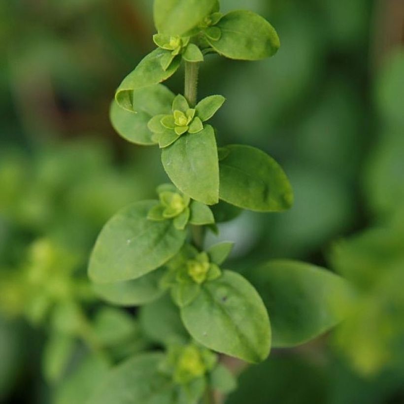 Solidago sphacelata Golden Fleece (Foliage)