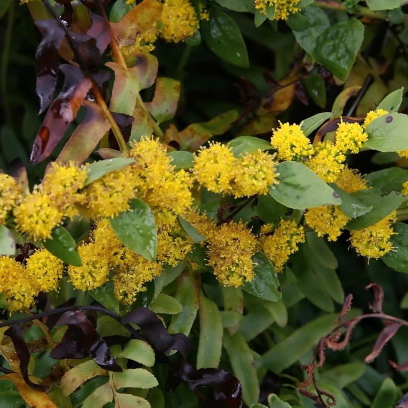 Solidago sphacelata Golden Fleece (Flowering)