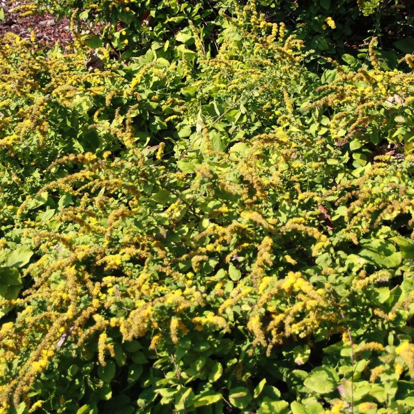 Solidago sphacelata Golden Fleece (Plant habit)