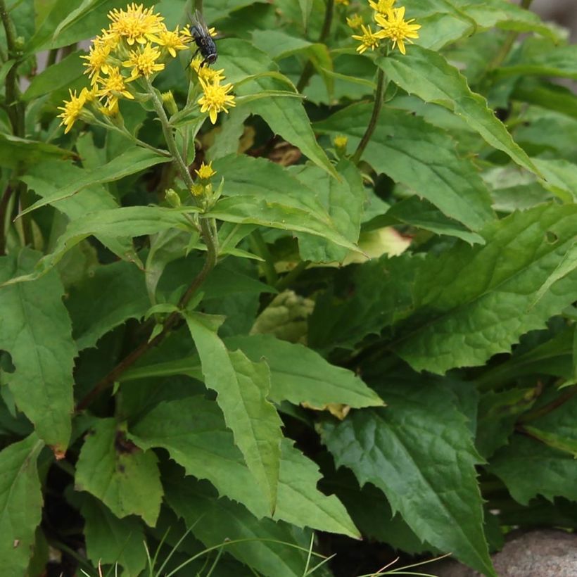 Solidago virgaurea (Foliage)