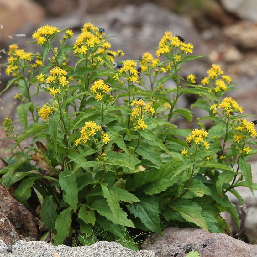 Solidago virgaurea (Plant habit)