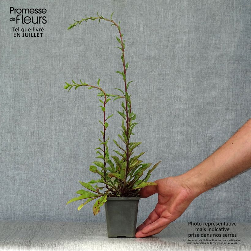 Solidago virgaurea 8/9 cm pot sample as delivered in summer