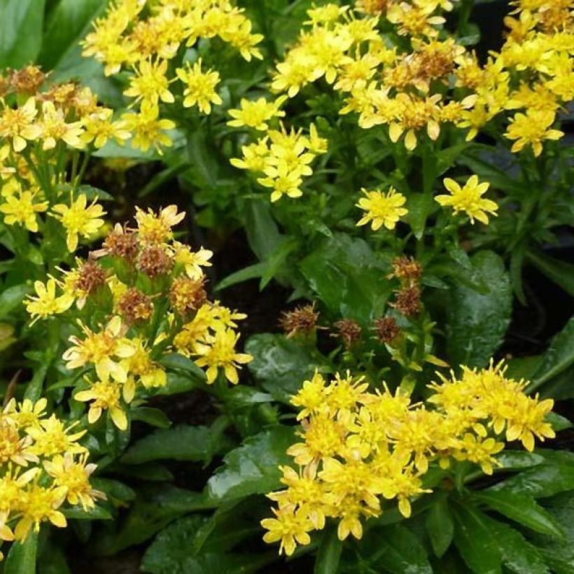 Solidago virgaurea subsp. minuta (Flowering)