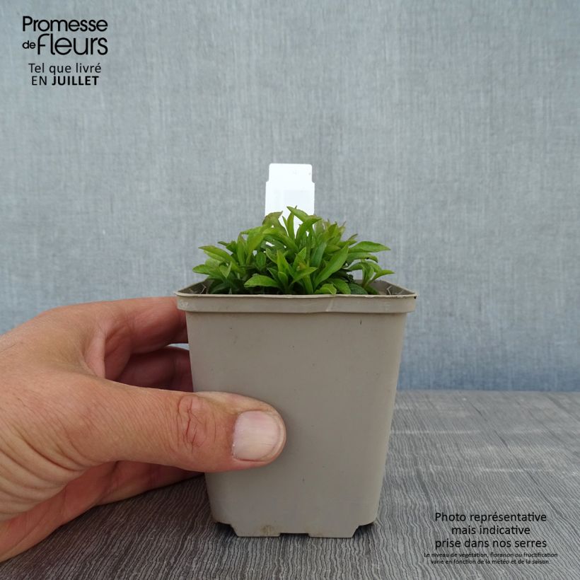 Solidago virgaurea subsp. minuta 8/9 cm pot sample as delivered in summer