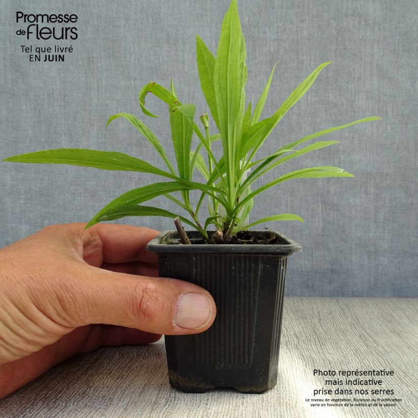 Solidaster luteus Lemore 8/9 cm pot sample as delivered in summer