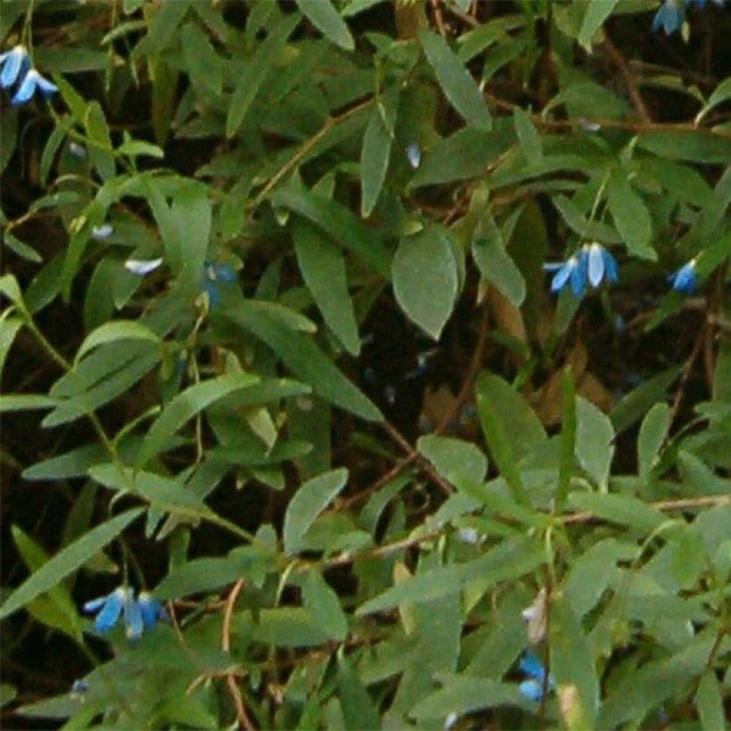 Sollya heterophylla - Billardiera heterophylla (Foliage)