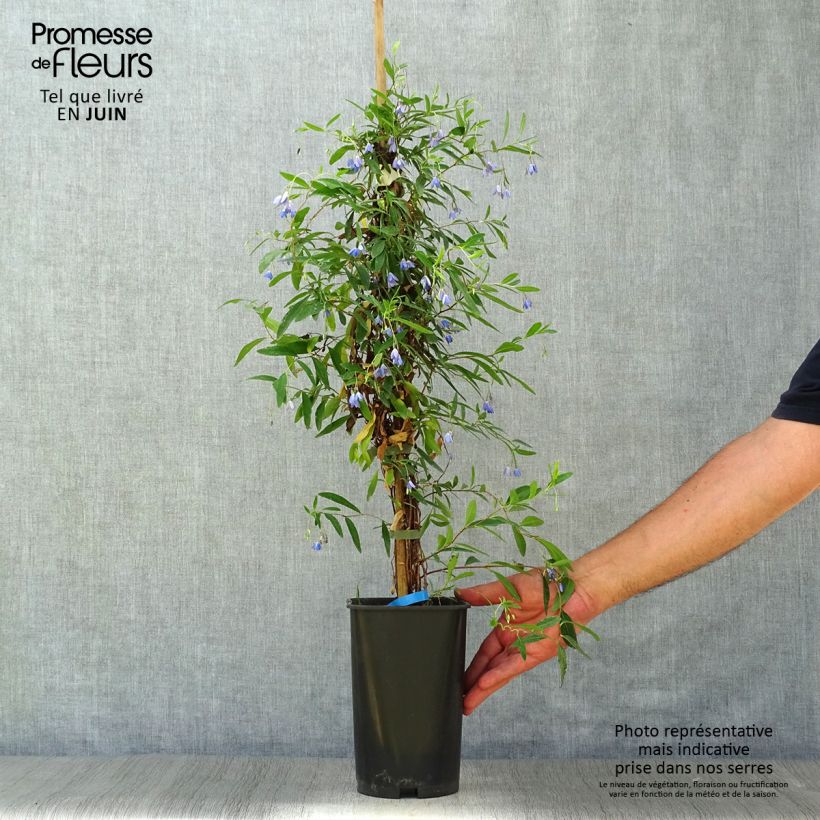 Sollya heterophylla - Billardiera heterophylla 3L/4L pot 60/70cm sample as delivered in summer