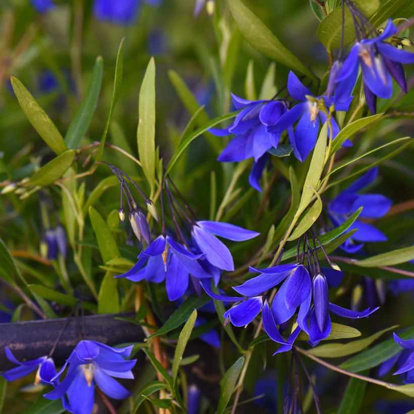 Sollya heterophylla Ultra Blue (Flowering)