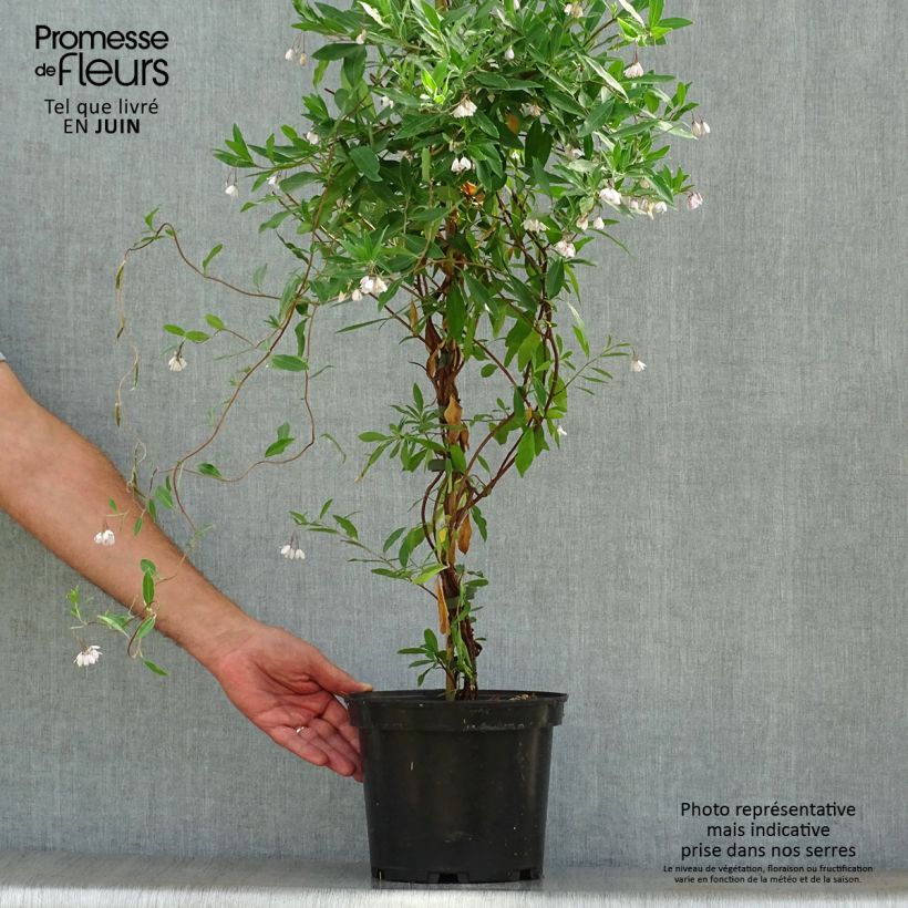 Sollya heterophylla Ultra Blue 4L/5L pot sample as delivered in summer