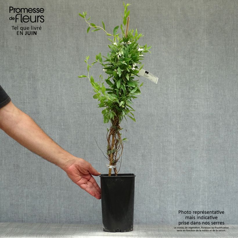 Sollya heterophylla Alba 3L/4L pot sample as delivered in summer