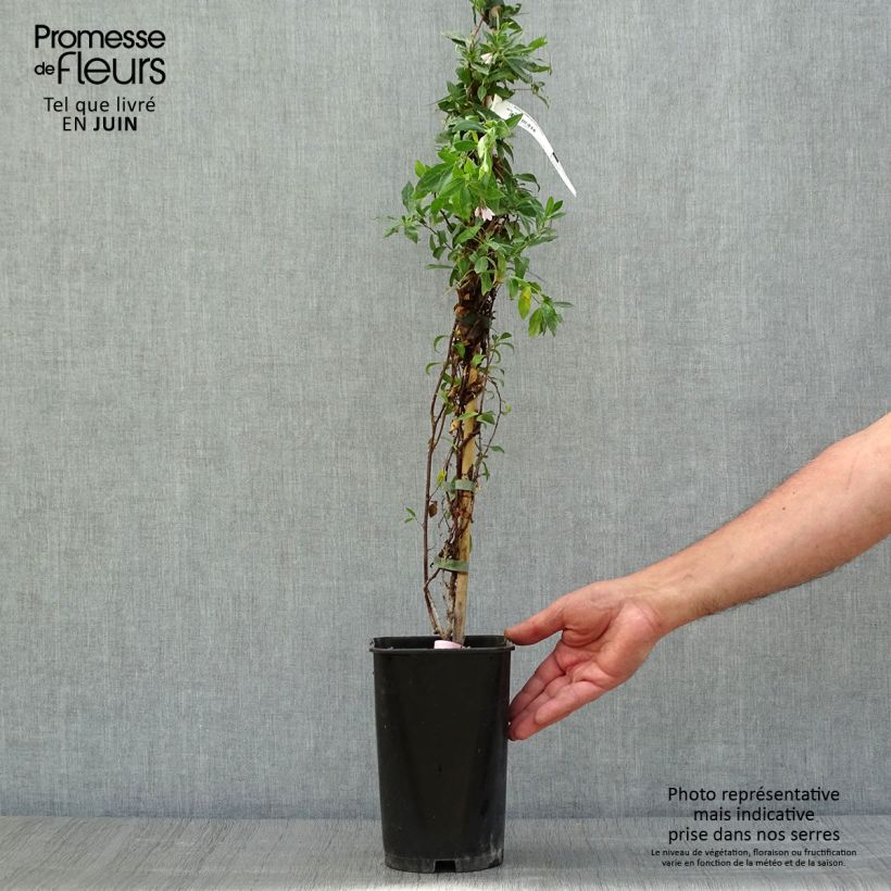 Sollya heterophylla Rosea 3L/4L pot sample as delivered in summer