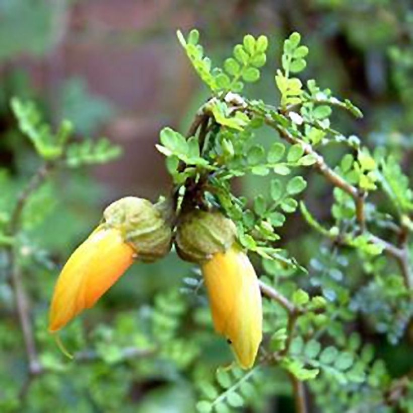 Sophora prostrata Little Baby (Flowering)