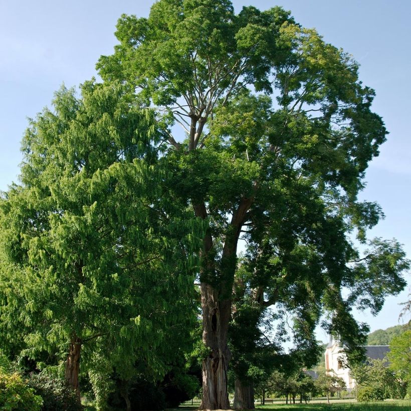 Sophora japonica (Plant habit)