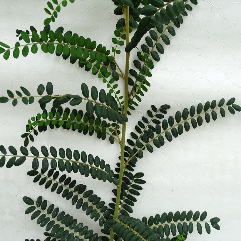 Sophora microphylla Sun King (Foliage)