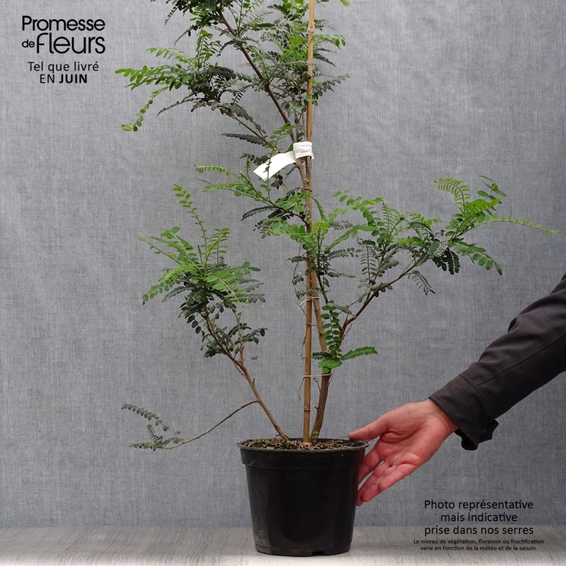 Sophora microphylla Sun King 2L/3L pot sample as delivered in summer