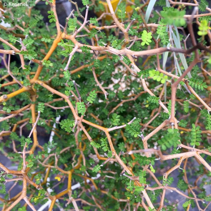 Sophora prostrata Little Baby (Foliage)