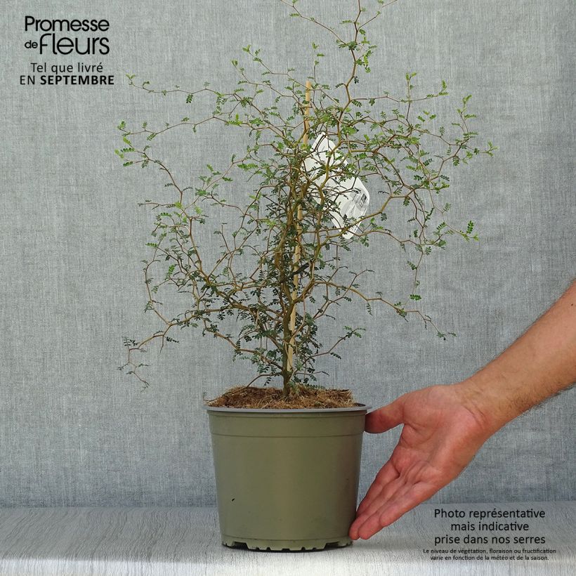 Sophora prostrata Little Baby 1.5L/2L pot sample as delivered in autumn
