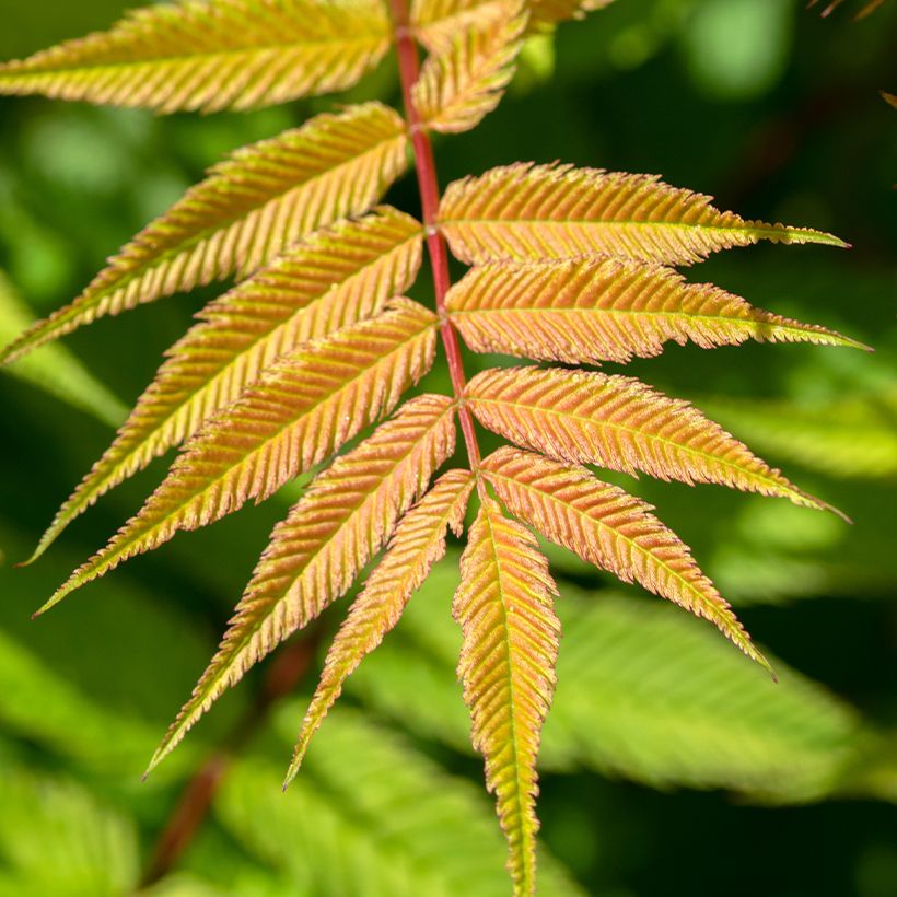 Sorbaria sorbifolia Matcha Ball (Foliage)