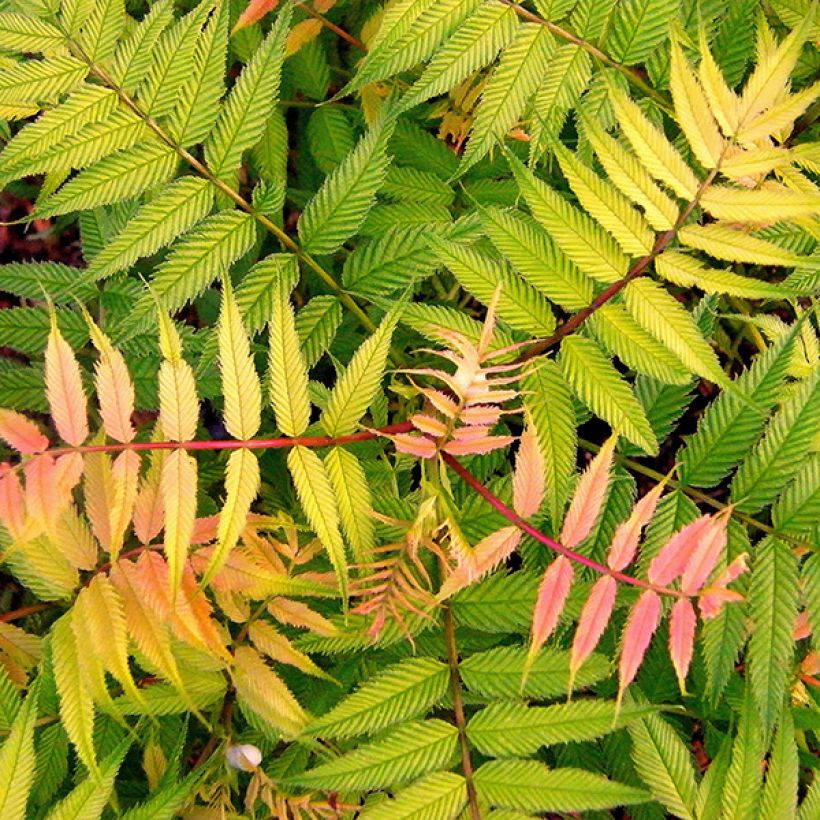 Sorbaria sorbifolia Sem (Foliage)