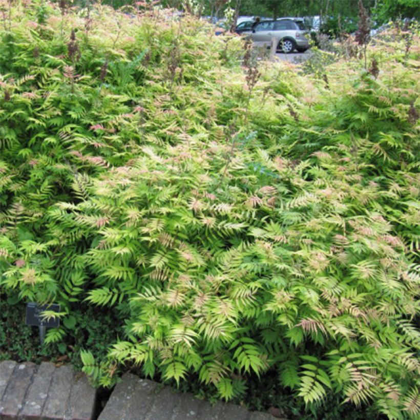 Sorbaria sorbifolia Sem (Plant habit)