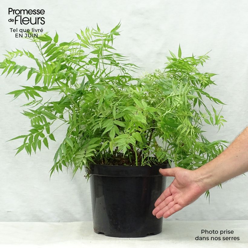 Sorbaria sorbifolia Sem 7.5L/10L pot sample as delivered in summer