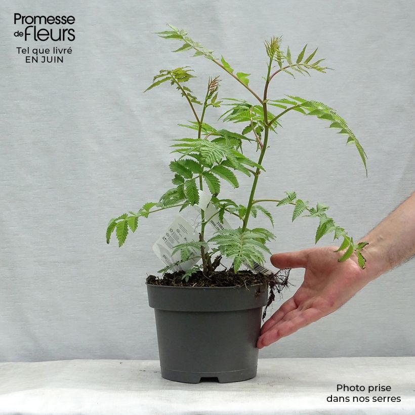 Sorbaria sorbifolia Sem 2L/3L pot sample as delivered in summer