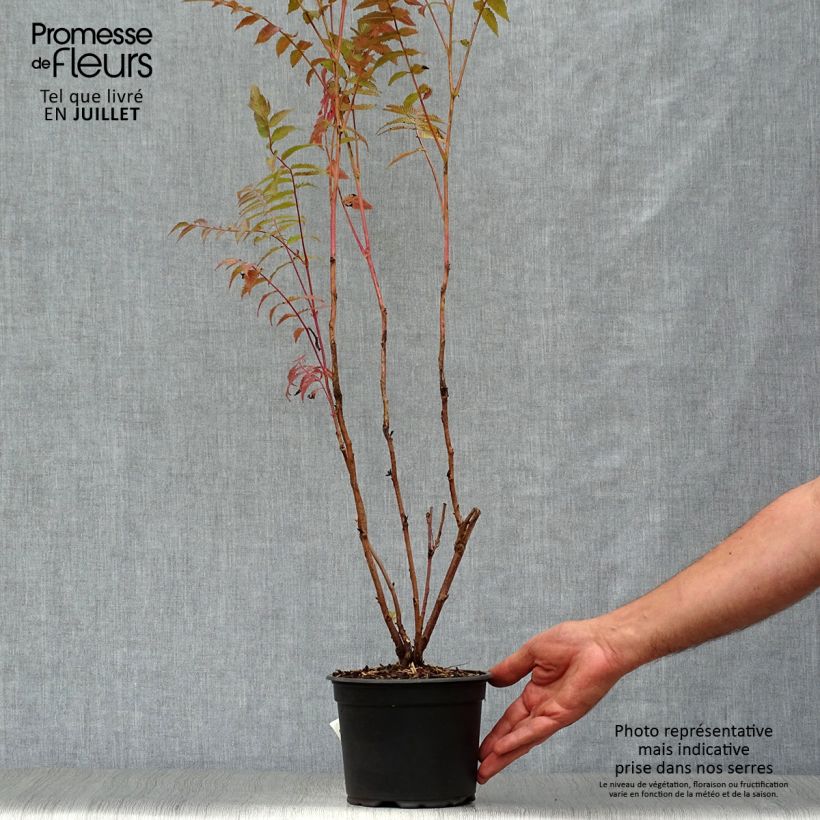 Sorbaria sorbifolia  2L/3L pot sample as delivered in summer